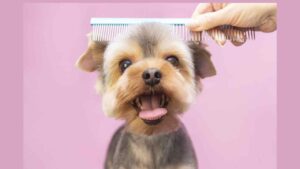 How Much Do Most Dog Groomers Charge